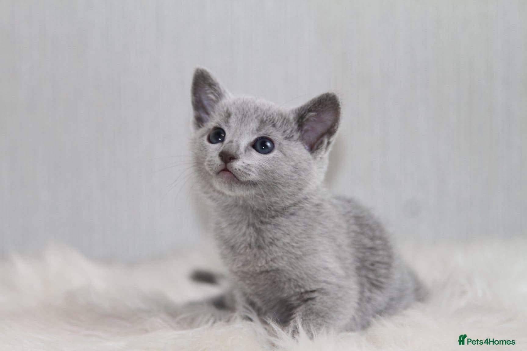 Russian Blue cats Top pedigree Instagram star Russian blue kittens - Advert 2