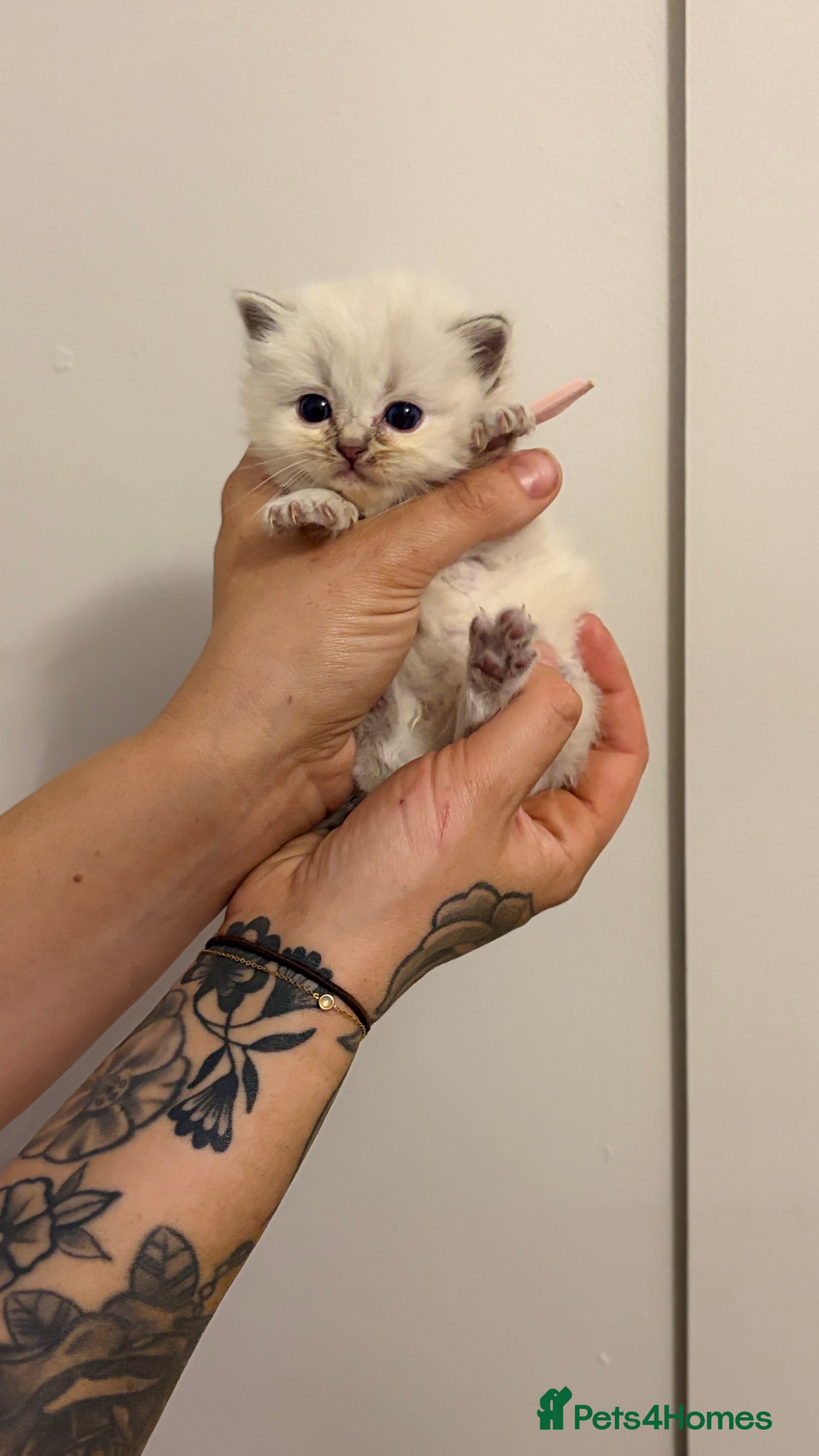 Ragdoll cats Stunning ragdollkittens  - Advert 1