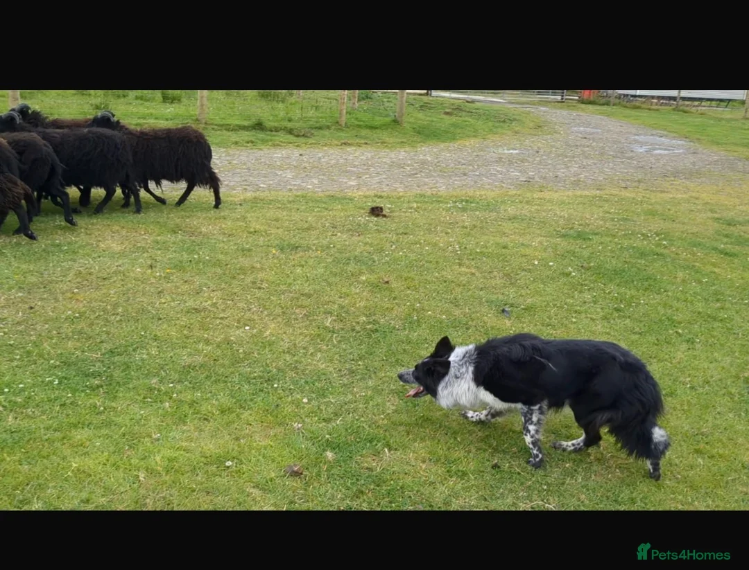 Mixed Breed dogs for sale: Beautiful Huntaway x Collie puppy’s  - Advert 9