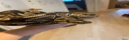 Python Snake reptiles for sale: Royal ball (Faye)  - Advert 1