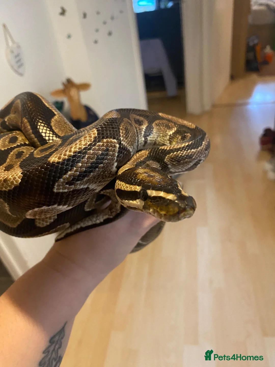 Python Snake reptiles for sale: Royal ball (Faye)  - Advert 1