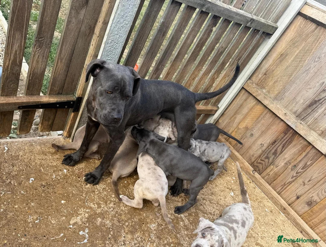 Cane Corso dogs for sale: Cane corso pups  in Dereham - Advert 8