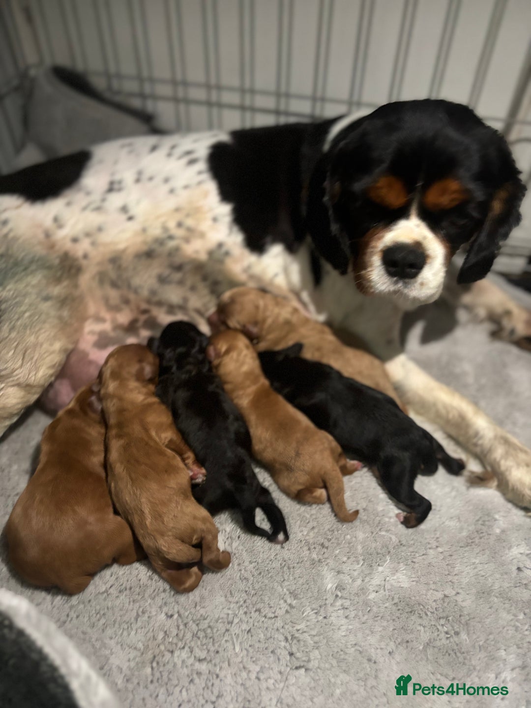 Cavapoo dogs for sale: Cavapoo  - Image 5