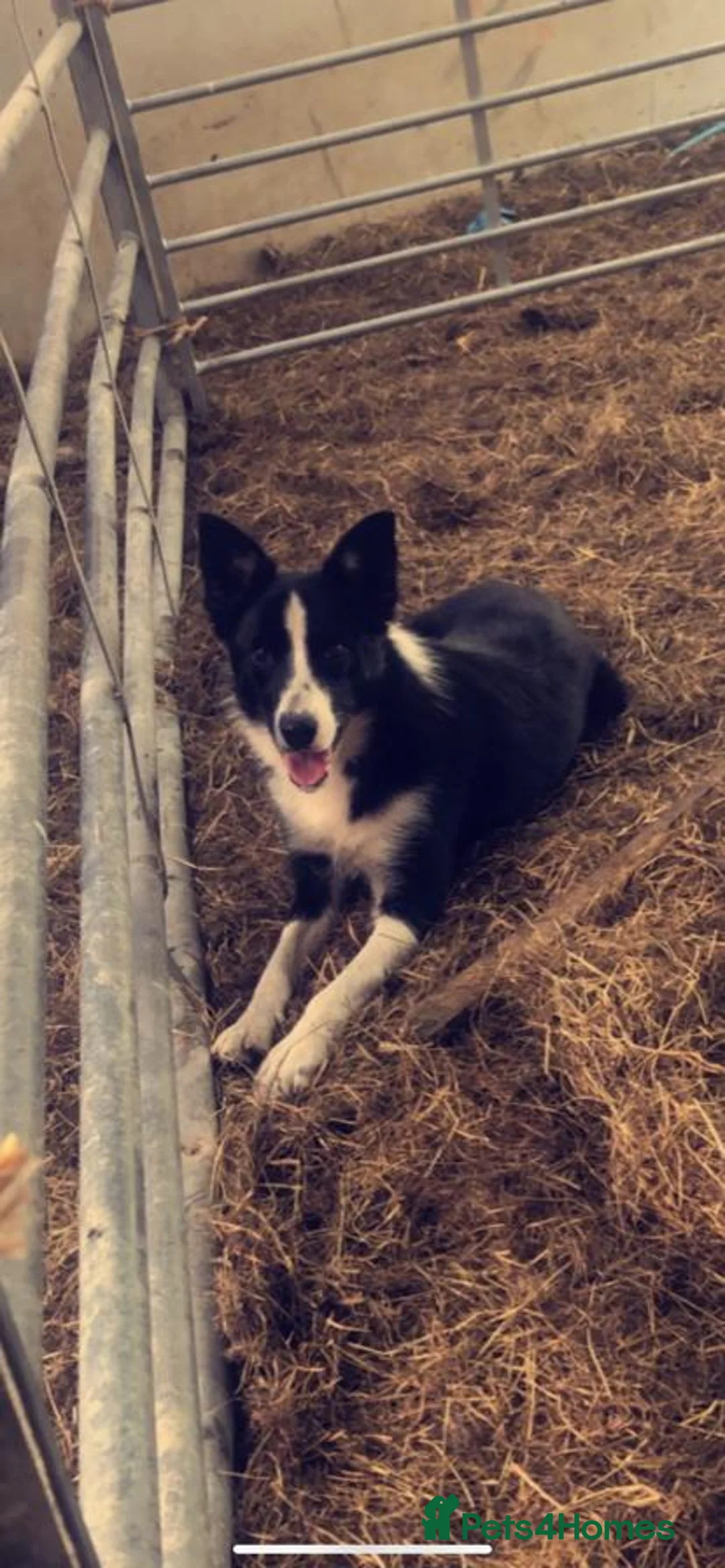 Bordoodle dogs for sale: Borderdoodle Puppies - Advert 3