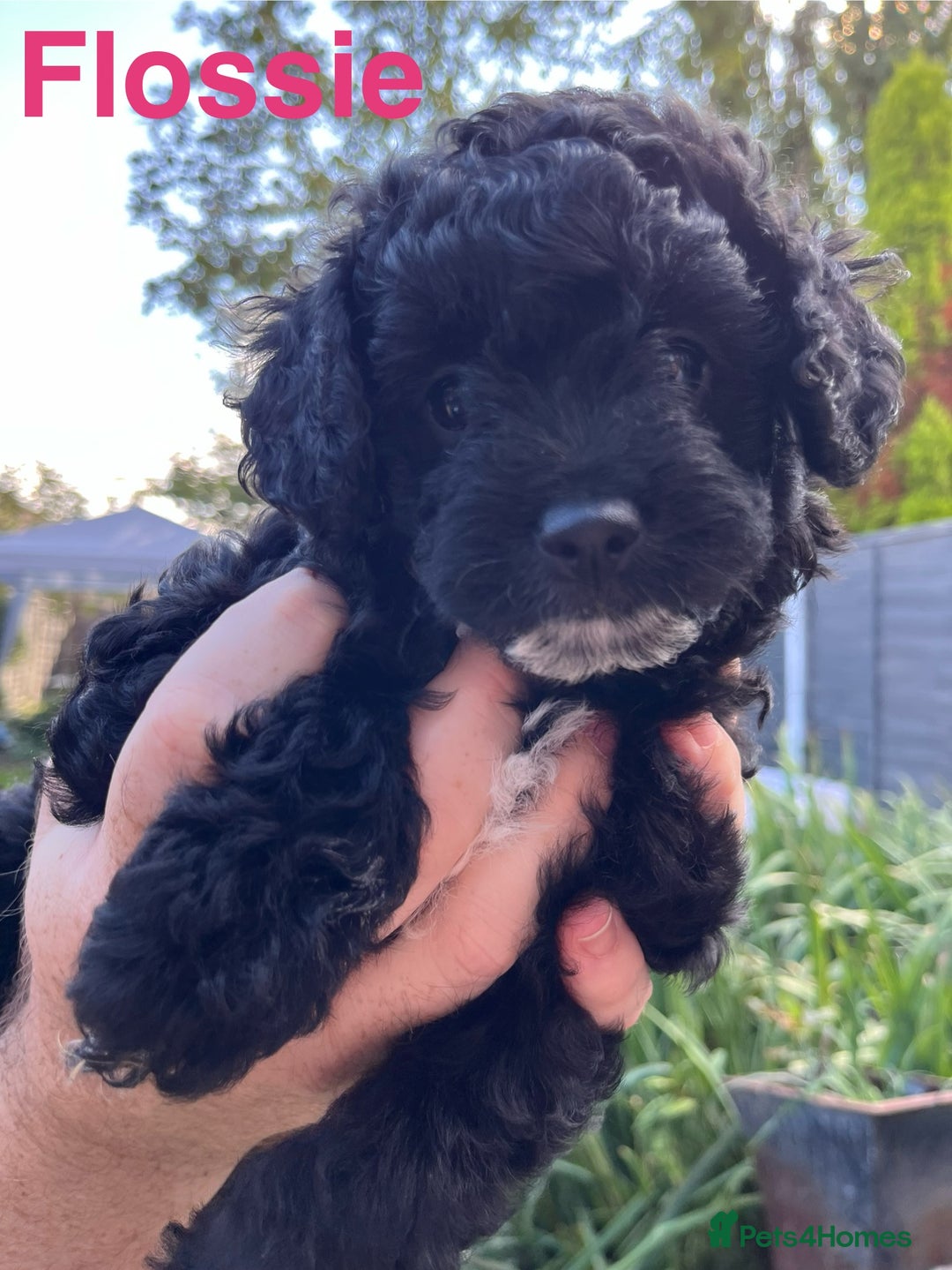 Yorkiepoo dogs for sale: Yorkiepoo cockapoo  - Image 12