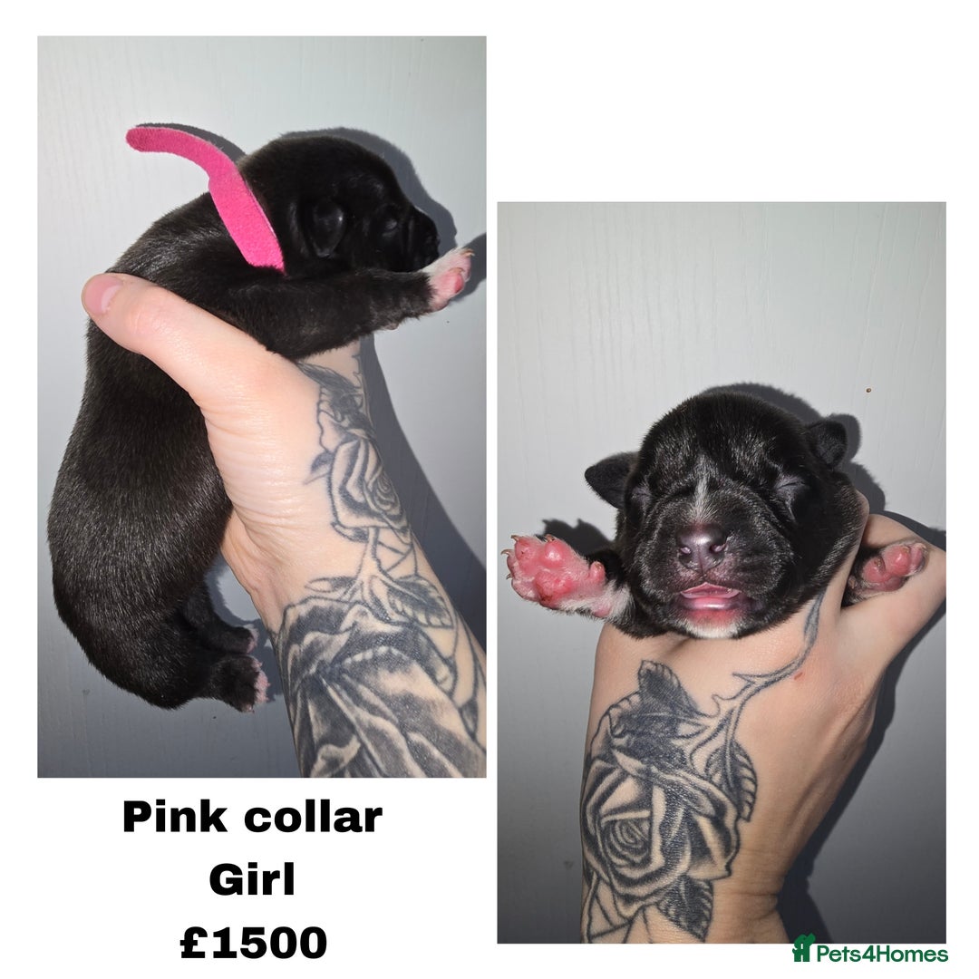 American Bully dogs for sale: Pocket bully puppies - Advert 6