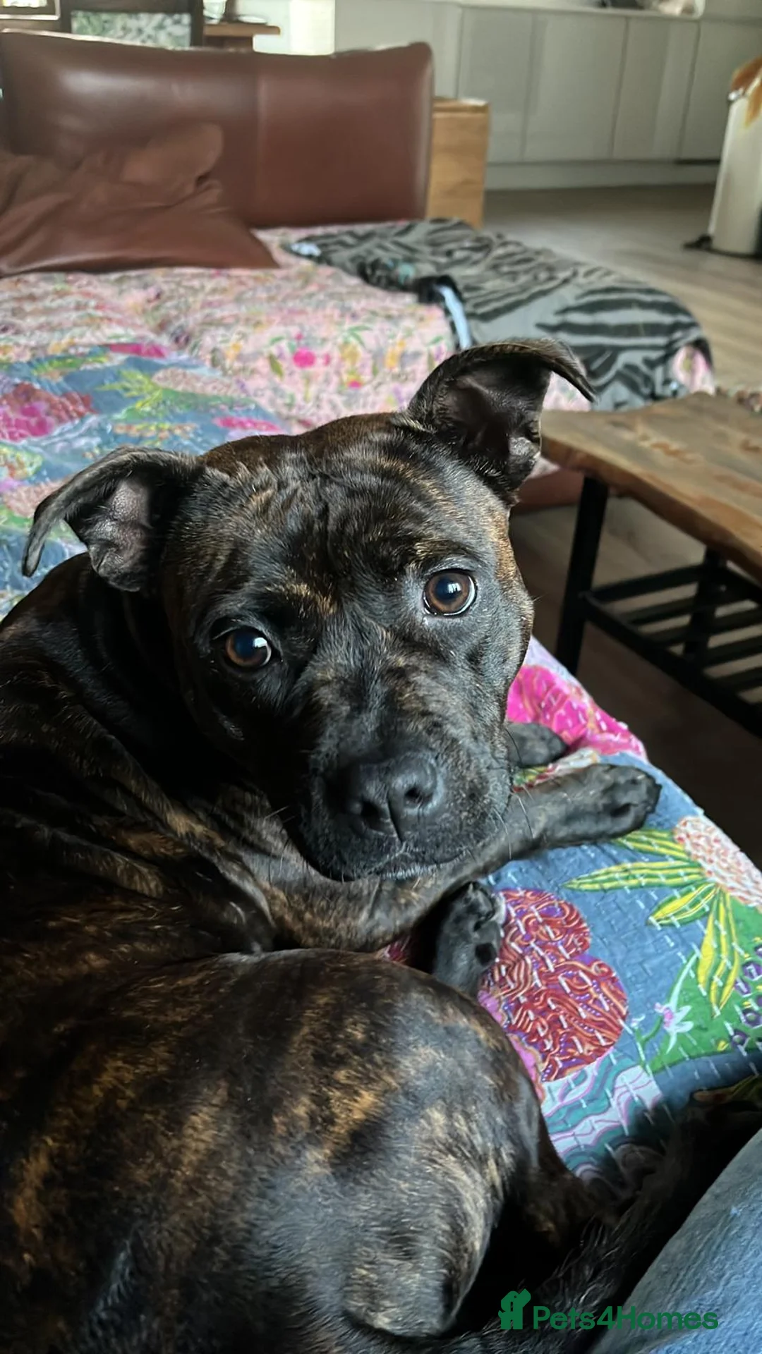 Staffordshire Bull Terrier dogs for sale: 1 Year old Staffordshire Bull Terrier  - Advert 3