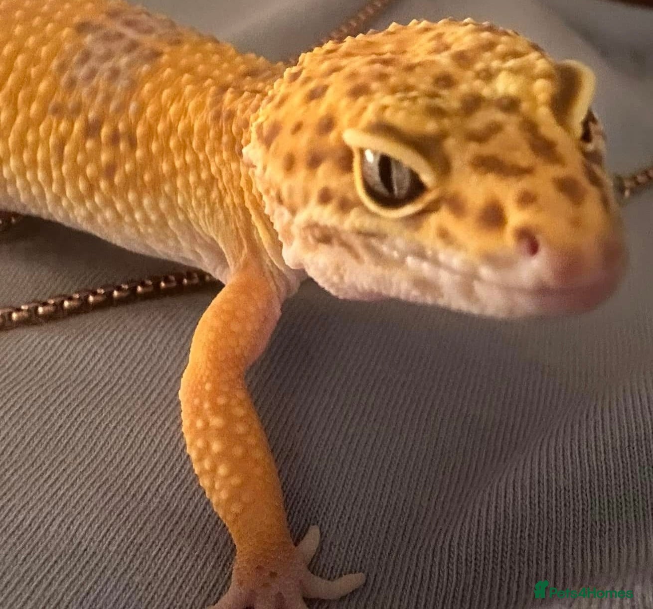 Leopard Gecko reptiles Leopard Gecko & set up - Advert 10