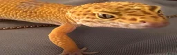 Leopard Gecko reptiles for sale: Leopard Gecko & set up in Kirriemuir - Advert 1