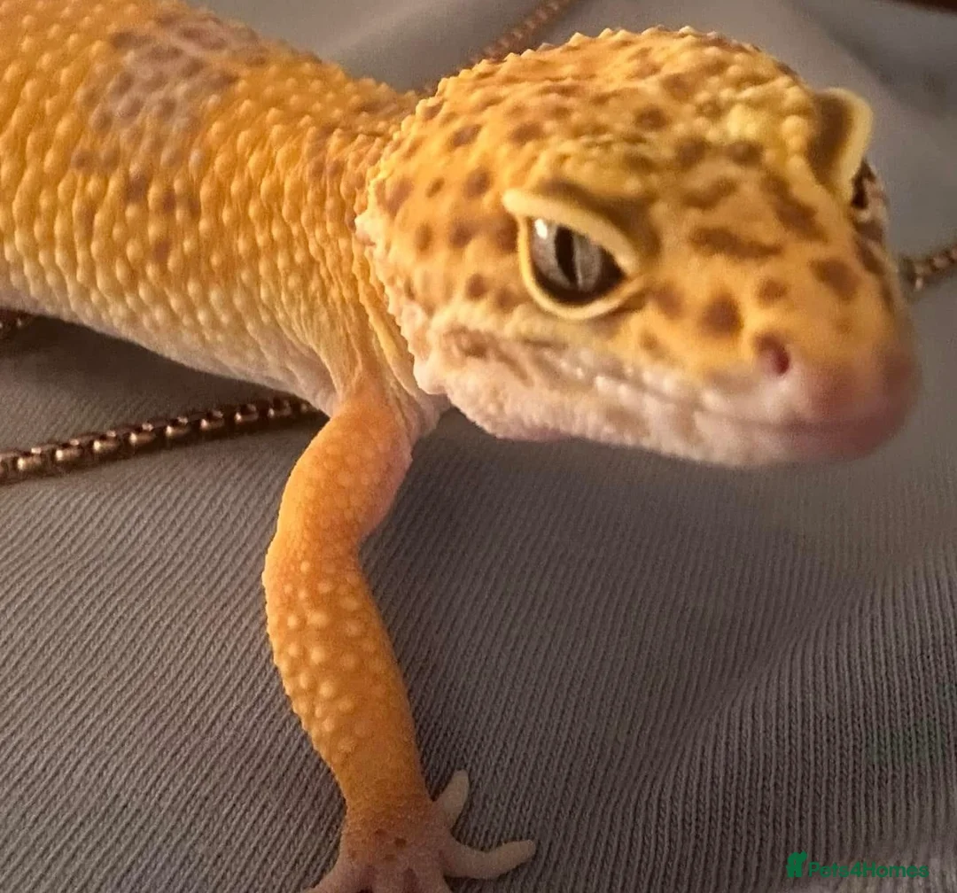 Leopard Gecko reptiles for sale: Leopard Gecko & set up in Kirriemuir - Advert 1