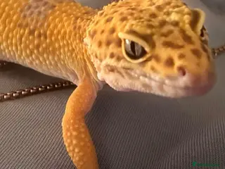 Leopard Gecko reptiles Leopard Gecko & set up - Advert 10