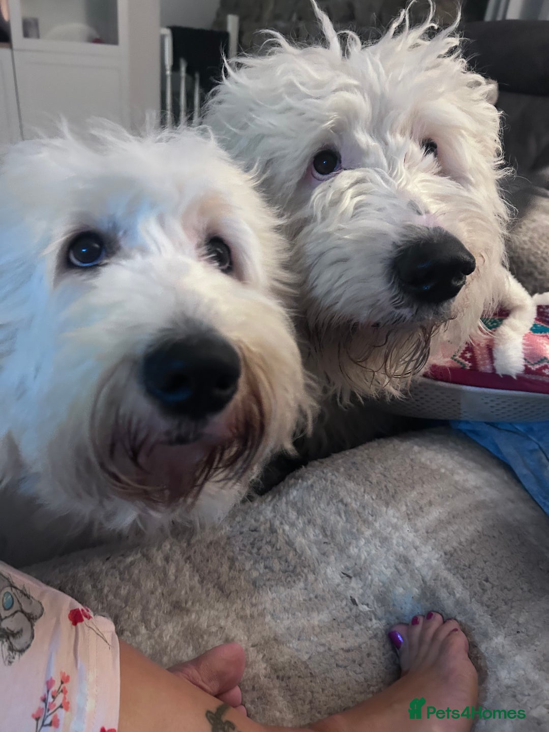 Old English Sheepdog dogs for sale: Old English Sheepdog pups due September  - Image 3