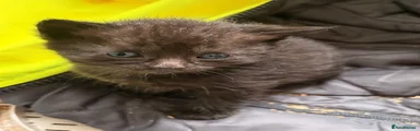 British Shorthair 6