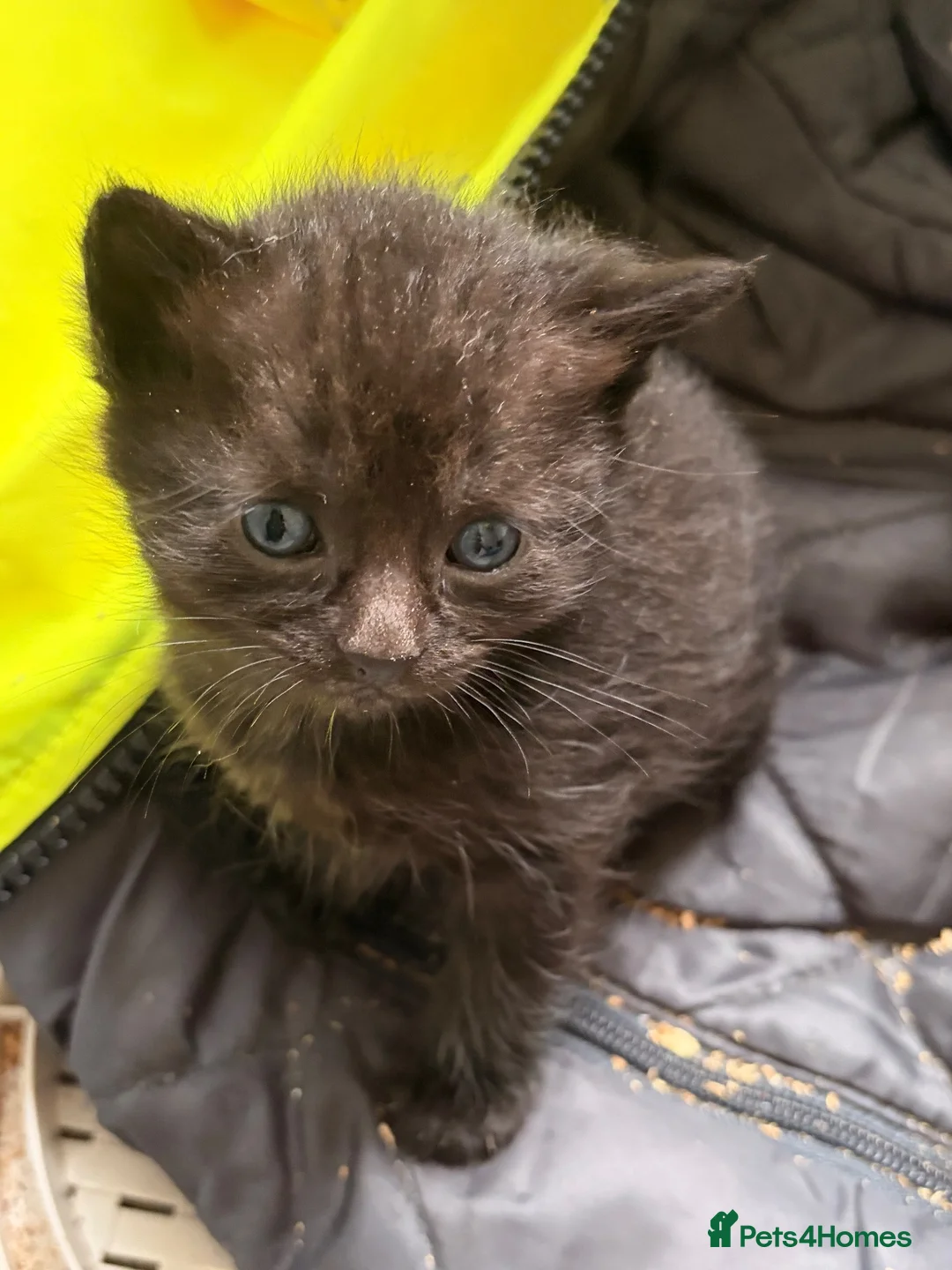 British Shorthair cats for sale: British shorthair  - Advert 7