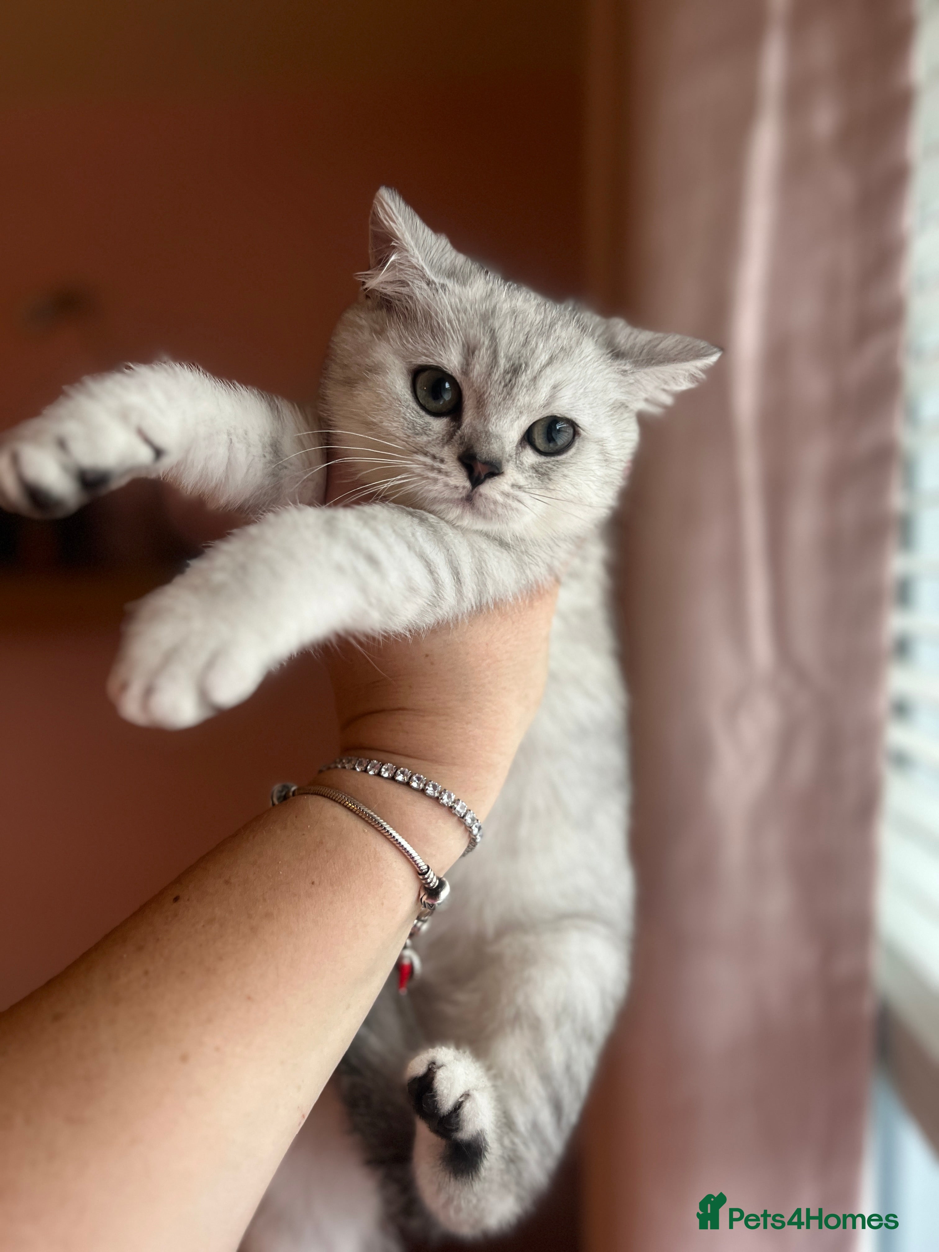 British Shorthair cats GCCF Reg Beautiful unique kittens - Advert 2