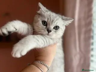British Shorthair cats GCCF Reg Beautiful unique kittens - Advert 2