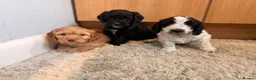 Cockapoo dogs for sale: 🏡Ready to leave cockerpoos 🐶🏡 in Marlborough - Advert 11