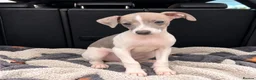 Italian Greyhound dogs for sale: 🤍Outstanding Italian Greyhound litter🤍 in Wetherby - Advert 3