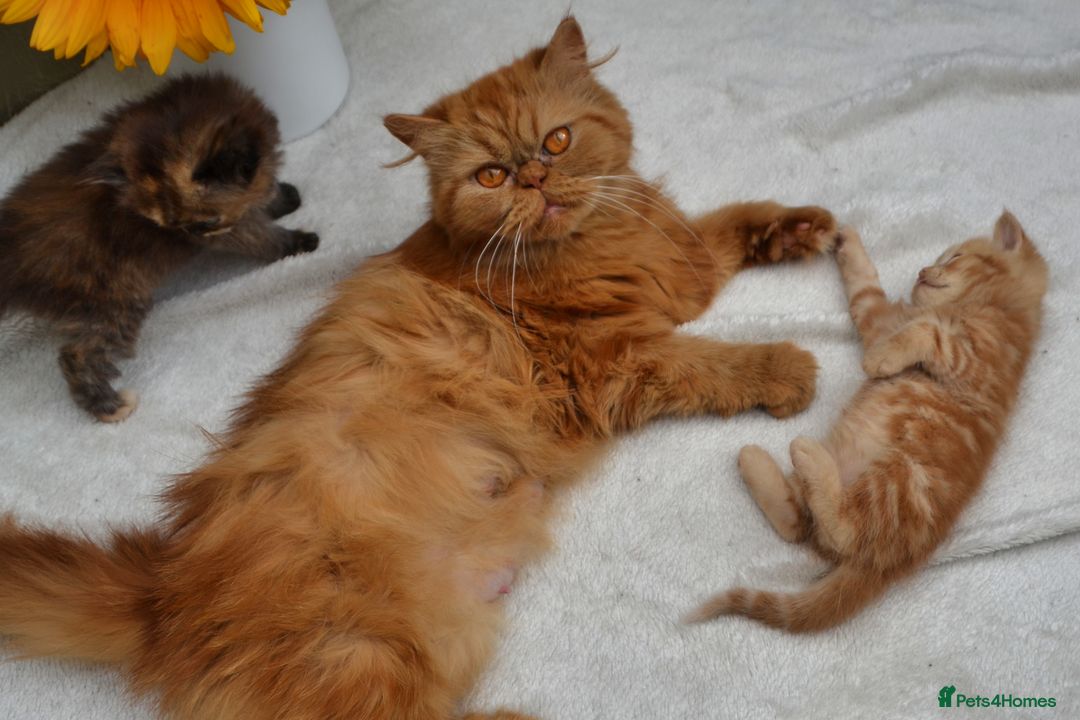 Exotic cats for sale: Stunning Persian Kittens!! - Image 6