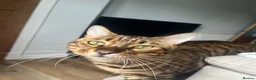 Bengal cats for sale: Rocky and Ruby - Advert 3