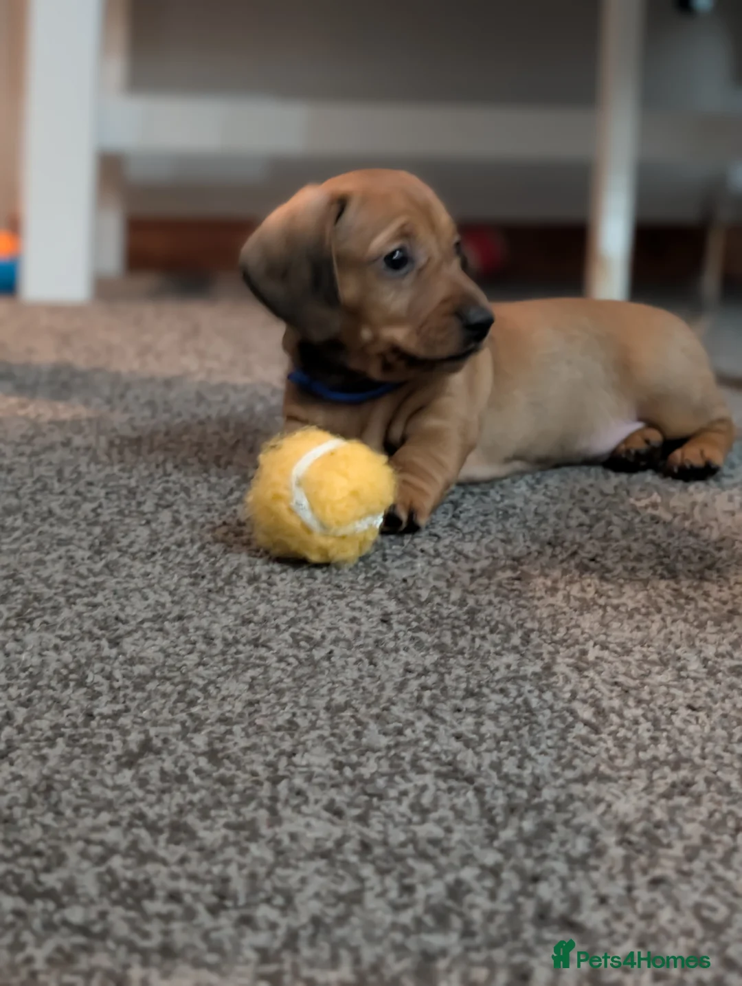 Mixed Breed dogs for sale: Dachshund cross pug puppies in Huddersfield - Advert 13