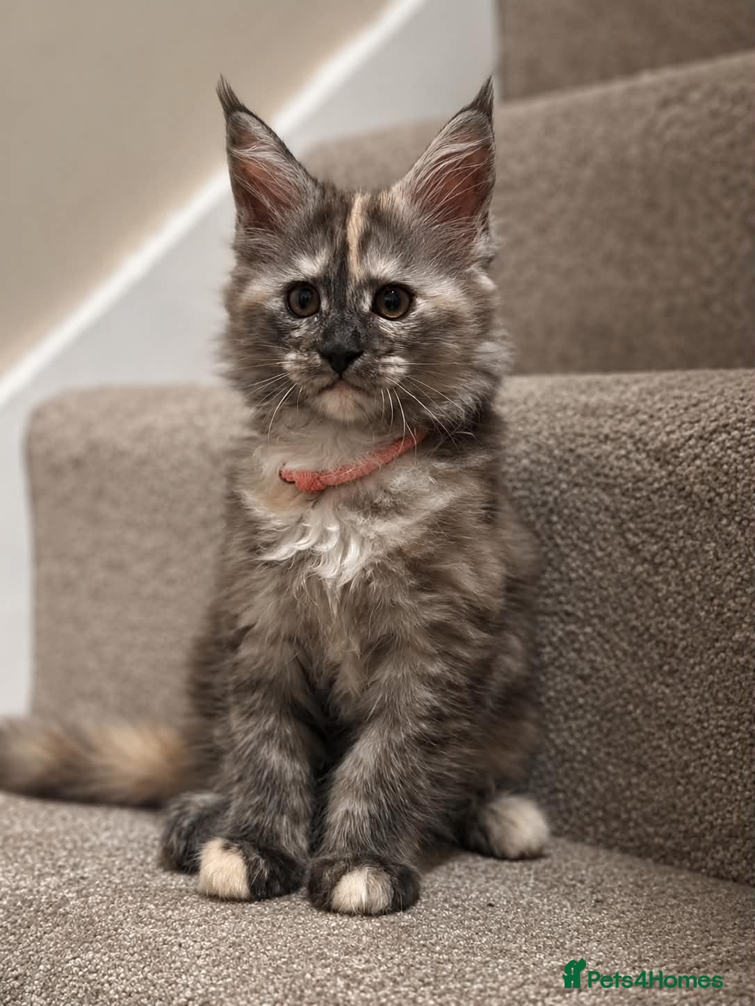 Maine Coon cats Maine coon kittens TICA  - Advert 9