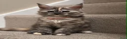 Maine Coon cats for sale: Maine coon kittens TICA  - Advert 1