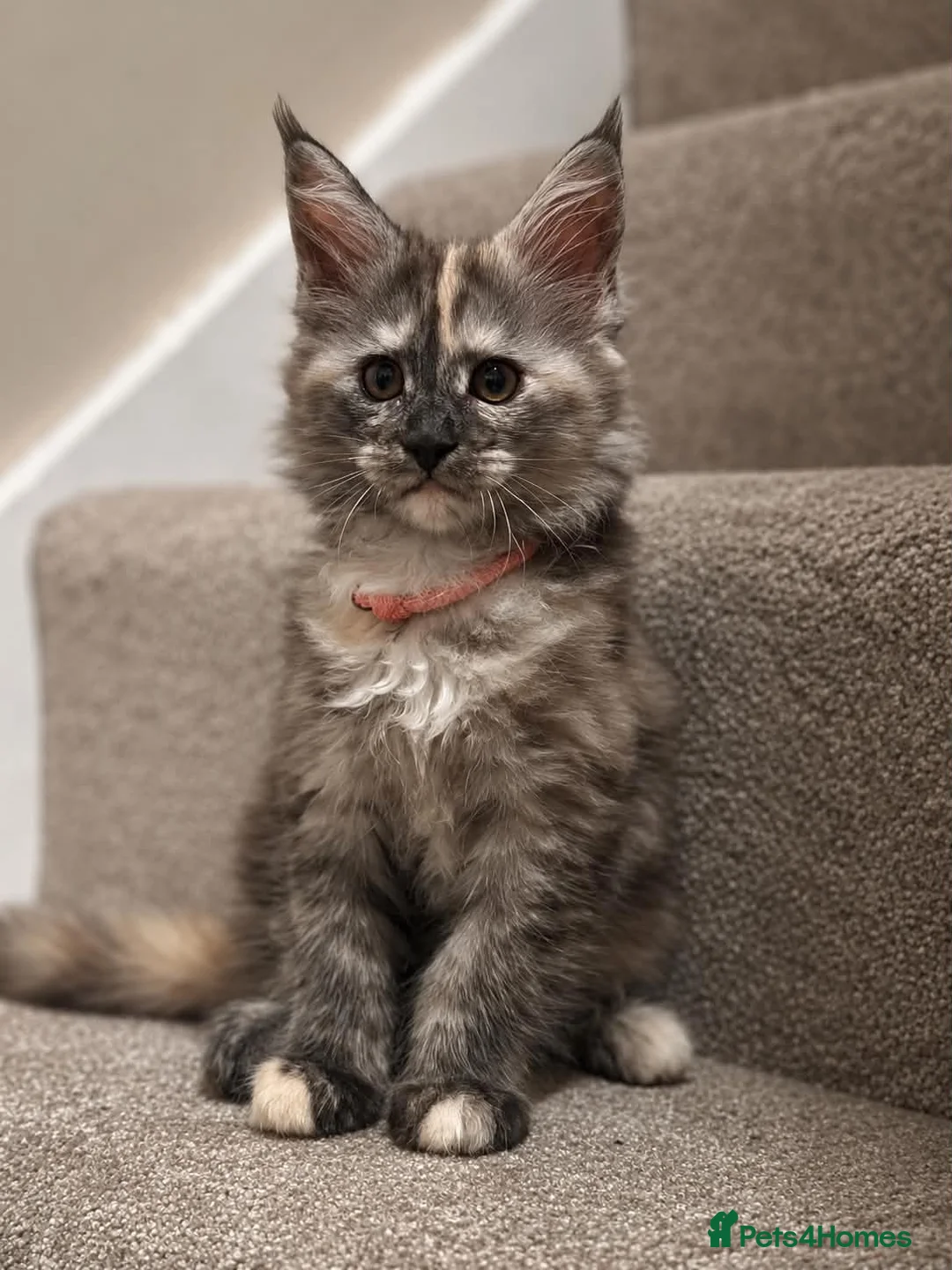 Maine Coon cats for sale: Maine coon kittens TICA  - Advert 1