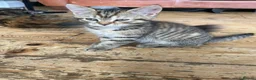 Mixed Breed cats for sale: Tabby kitten  - Advert 7