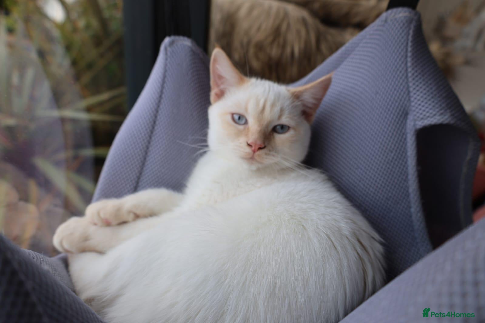 Siberian cats Boy with blue eyes READY!! - Advert 9