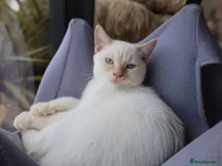 Siberian cats Boy with blue eyes READY!! - Advert 12
