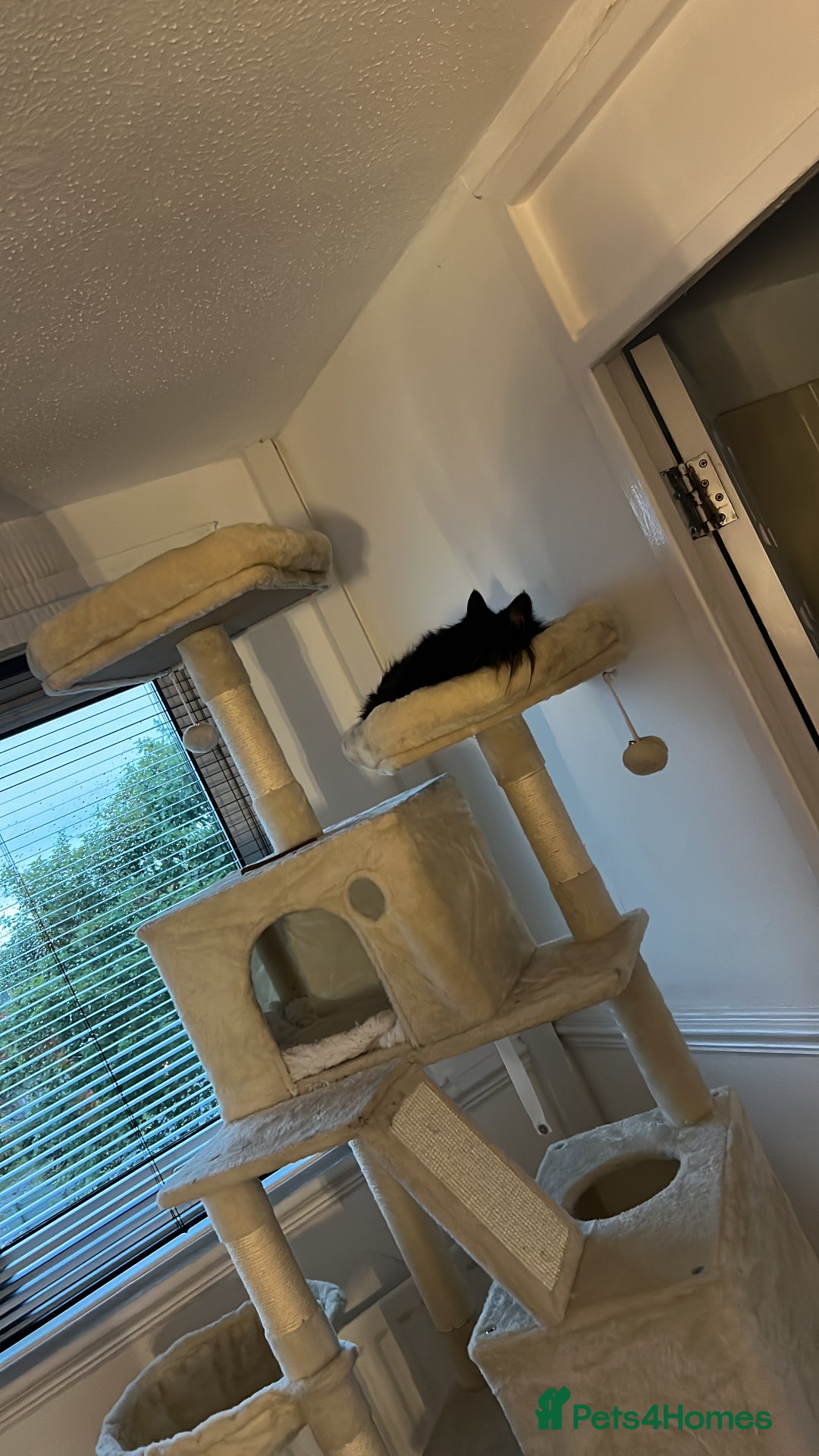 Maine Coon cats for sale: 2 year old mainecoon FEMALE - Image 7