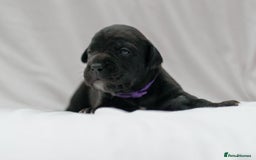 Mixed Breed dogs for sale: Bullador puppies - Image 3