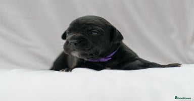 Mixed Breed dogs - Advert 7