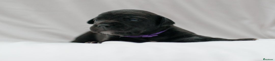 Mixed Breed Puppy 4