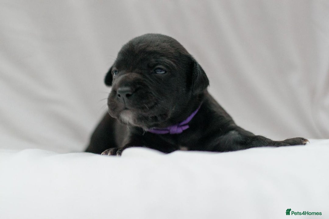 Mixed Breed dogs for sale: Bullador puppies - Image 3