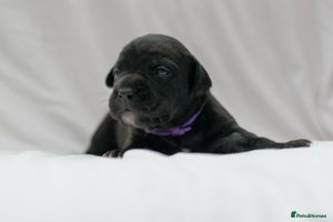 Mixed Breed dogs - Advert 3