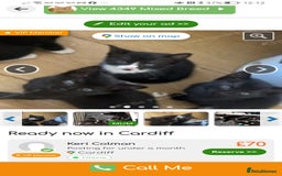 Mixed Breed cats for sale: Ready now - Image 1