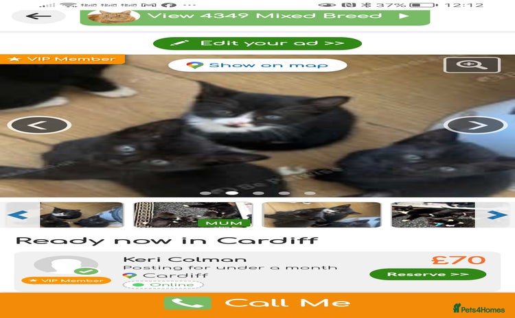 Mixed Breed cats - Advert 5