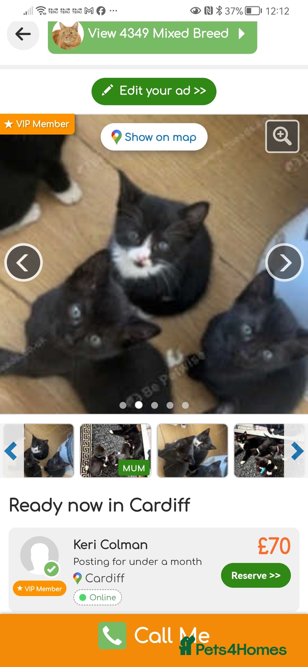 Mixed Breed cats for sale: Ready now - Image 1