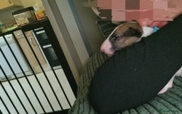 English Bull Terrier dogs for sale: English bull terrier  - Image 7