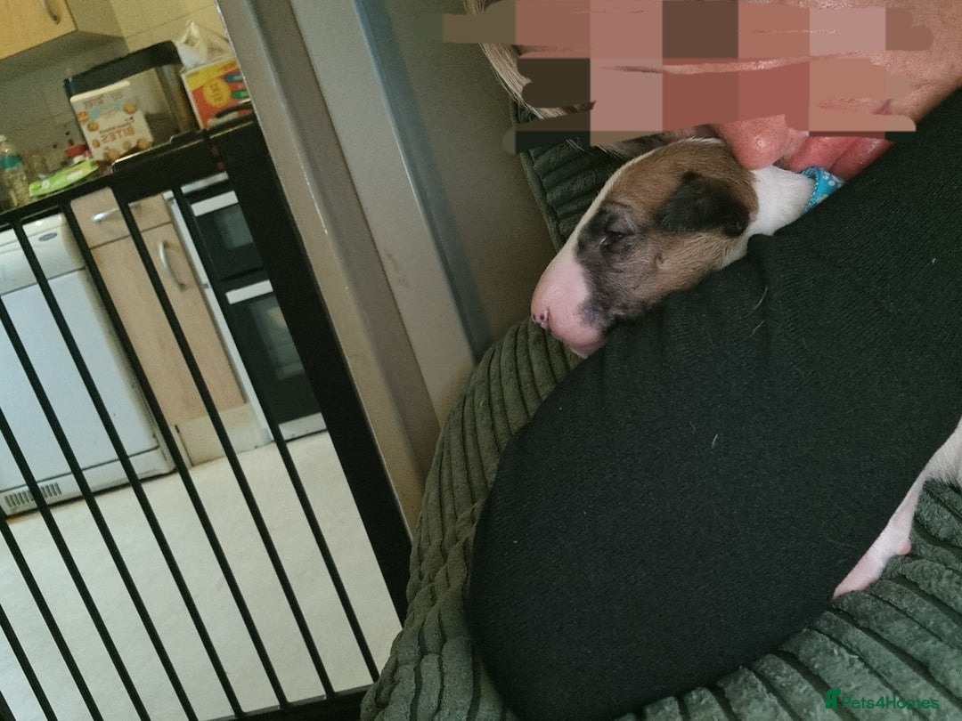 English Bull Terrier dogs for sale: English bull terrier  - Image 7