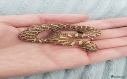 Snake reptiles for sale: Western Hognose CB25 babies  - Image 14