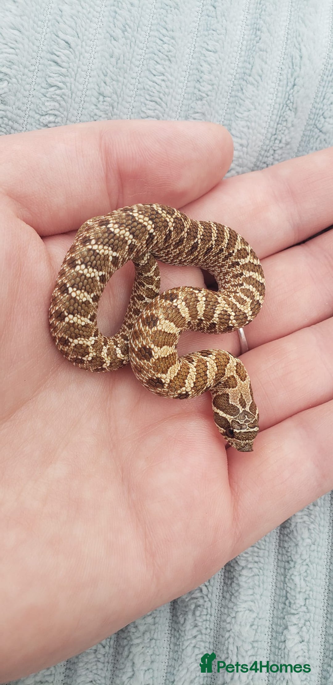 Snake reptiles for sale: Western Hognose CB25 babies  - Image 14