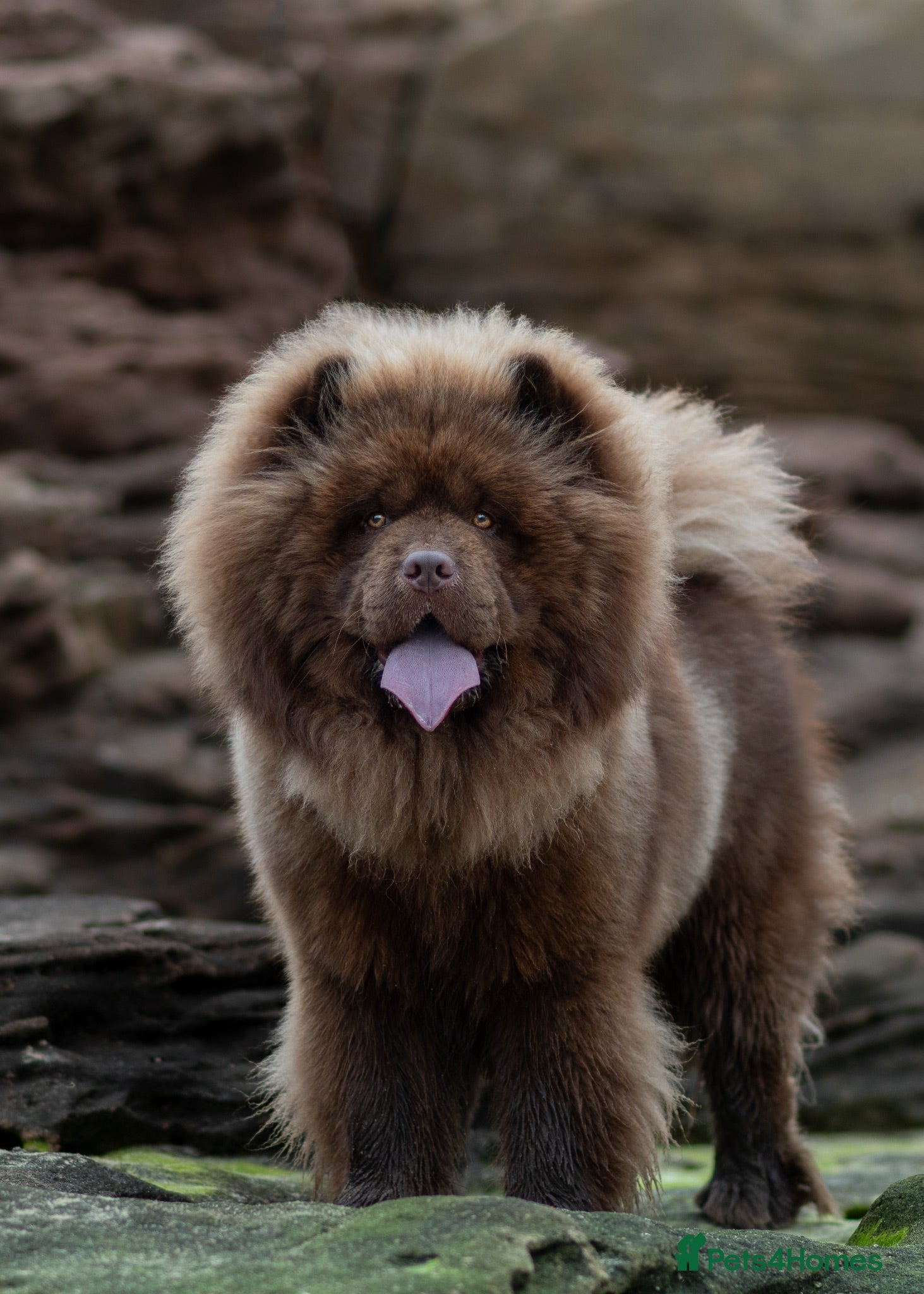 Chow Chow dogs Luca – Stunning Chocolate Chow Chow. - Advert 8