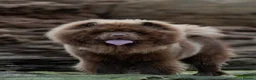 Chow Chow dogs for stud: Luca – Stunning Chocolate Chow Chow. - Advert 1