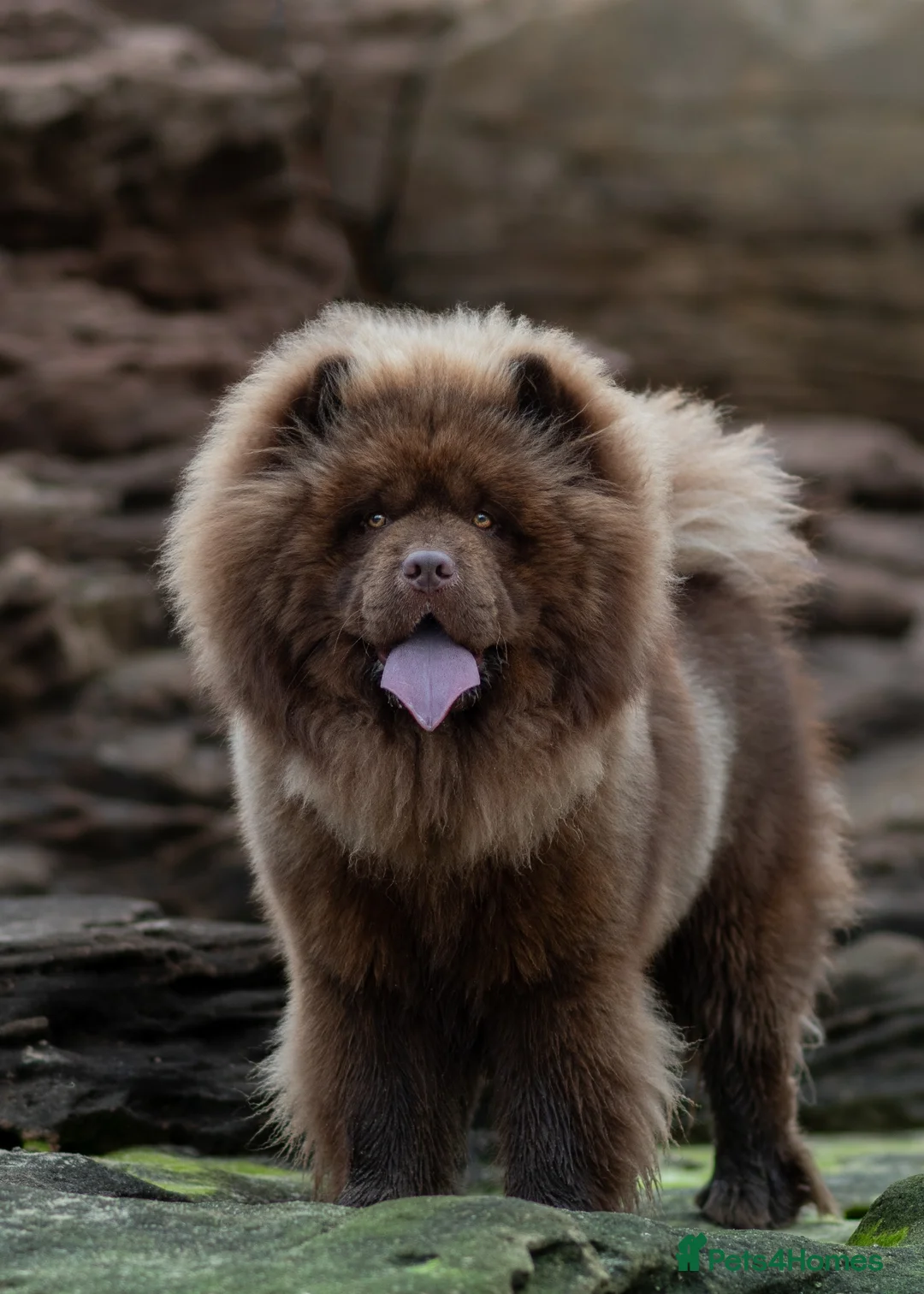 Chow Chow dogs for stud: Luca – Stunning Chocolate Chow Chow. - Advert 1