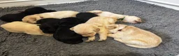 Labradoodle dogs for sale: F1 labradoodle pup. Parents health tested & KC reg - Advert 12