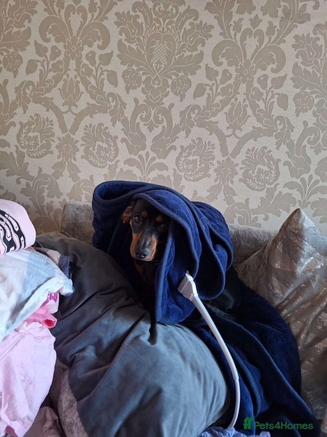 Miniature Dachshund dogs for sale: Bailey - Advert 4