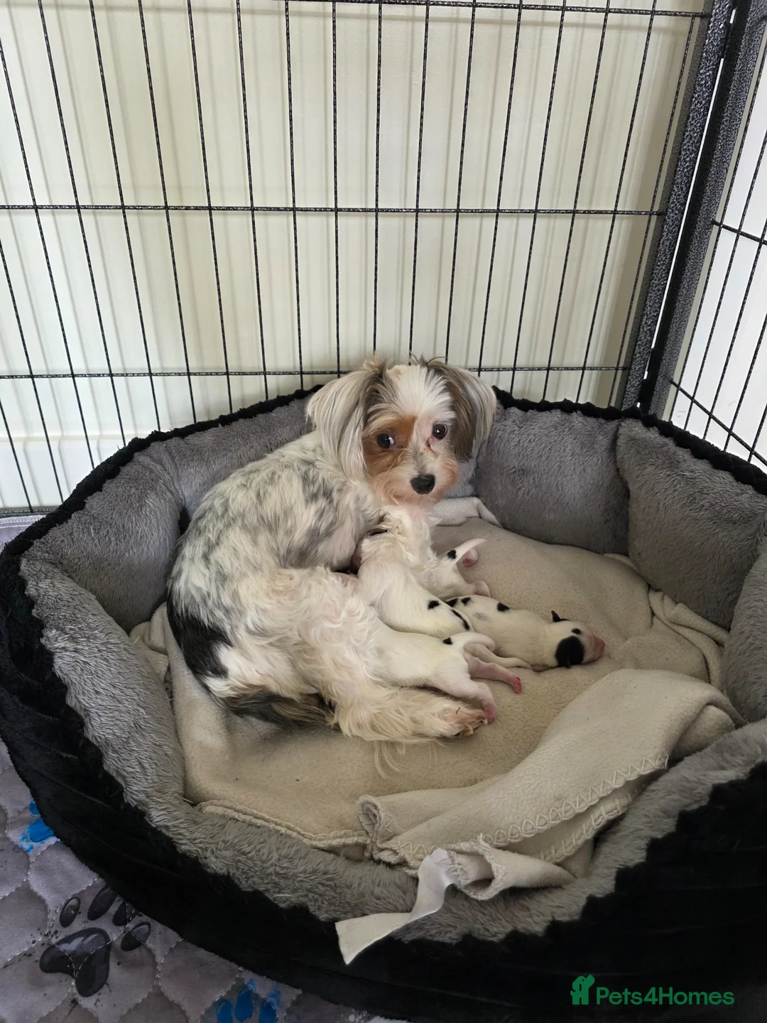 Biewer Terrier dogs for sale: Biewer Terrier  - Advert 17
